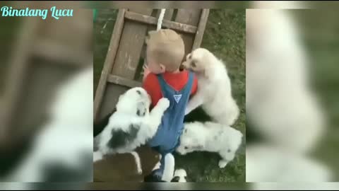 Puppy Lucu Compilation - Cute Puppies