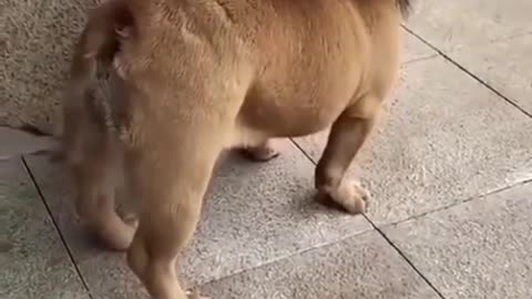 Funny Dog & Lion Video