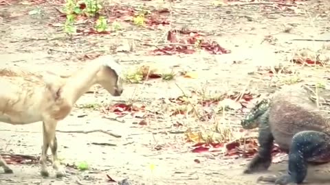 How Komodo dragon use their tails to paralyze