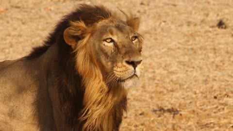 "In the Kingdom of Lions: A Wildlife Journey" "The Regal Beast: Understanding the Lion's World.