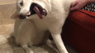 Siberian Husky is Sweetly Stroked