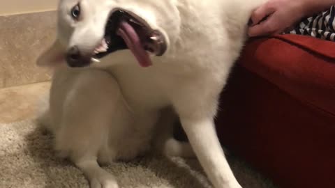 Siberian Husky is Sweetly Stroked