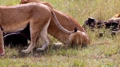 the lioness attacks the baby buffalo and its mother, will he survive