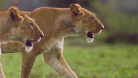 Lionesses get tired after chasing prey and walk desperately after failing to hunt .