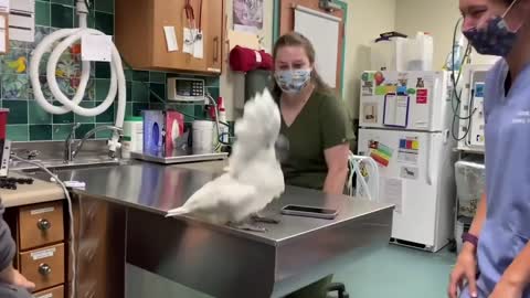 A male umbrella cockatoo socializing with the veterinary hospital team #cuteanimals