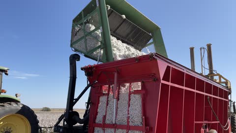 Cotton Harvest