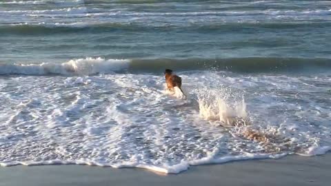 Golden Retriever First Time in the Ocean!