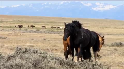 Wild stallions fighting