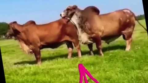 COW BREEDING (MATING) #tiktok #animals #trending #viral #breeding #shorts