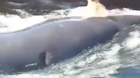 Extremely Friendly Wild Killer Whale!!