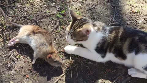 Cat kills huge chicken eating rat cat saves chicken, hero cat