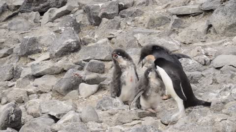 Adelie Penguin walk along beach video 2021