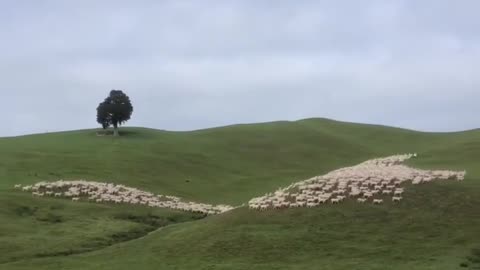 Sheep coming back home