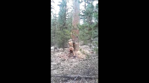 Big Tree Felling