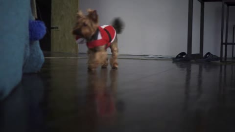 Happy little brown dog in red santa claus jacket wags its tail and running around the table