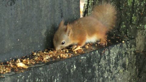 Red Squirrel foraging under a linden tree