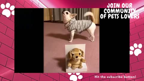 Cutie And Funny Pets 2021