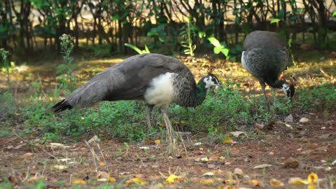 Hungry peacocks