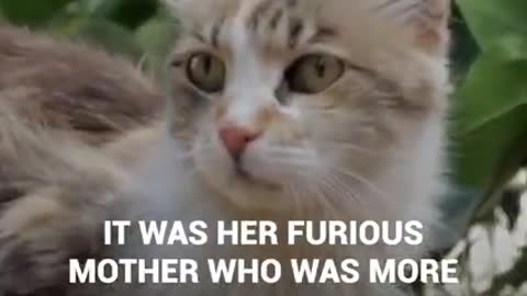 Mama cat saves kitten from the attack of stray dogs...