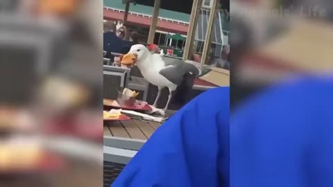 The seagull is eating a burger with gusto