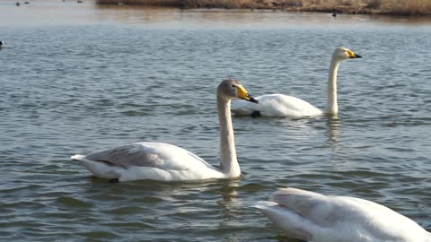 Swans from Siberia, Russia flew to China for winter.01