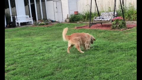 Marley vs The Hose