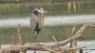 63 Toussaint Wildlife - Oak Harbor Ohio - Great Blue Heron Display's Jesus' Glory