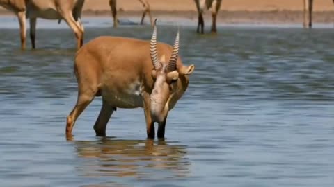 Saiga Antelopes || weird animals || trivia