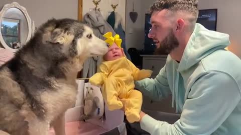 Husky Steals Newborn Babies Bed & Puts Her Paw Around Her &Falls Asleep Cuddling!!