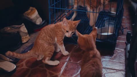 Moment the two cats play is so delightful