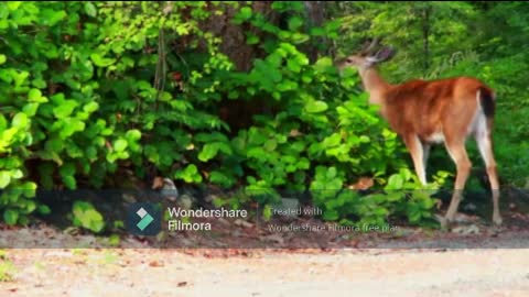 Look At How These Deer Enjoy Eating Their Grass Delicacy