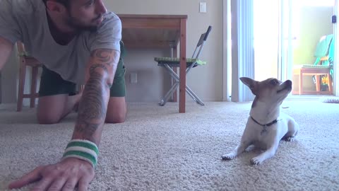 Yoga Time with a Cute Chihuahua