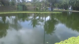 Showing a beautiful lake with water hyacinth plants in the science museum [Nature & Animals]