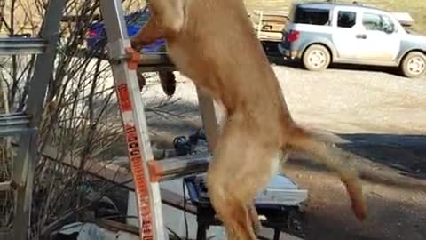 dog climbs up ladder