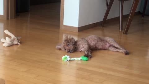 A dog tired of playing alone