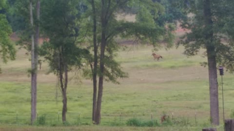 Gypsy Filly Gracie and Quarter Horse Tequila Running