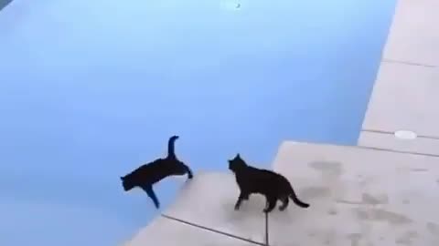 cat scares his mate into pool.