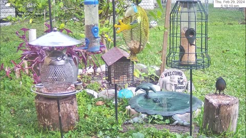 Florida Bird Feeder SWFL Live Camera HD