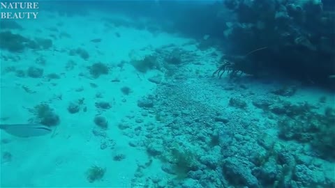 Amazing Catch Giant Lobsters Underwater - Big Octopus Hunting Skills in the sea