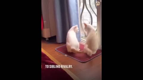 Funny cats compilation