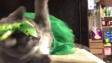 cat videos to put a smile on your face