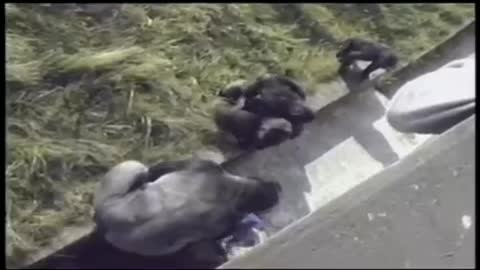 Gorilla comforted a child that had fallen into gorilla pit at zoo