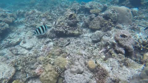 SNORKELING AND DIVING - El Nido, Palawan, Philippines