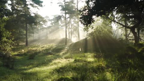 Forest relaxation and meditation music,#Soothing music #calm music