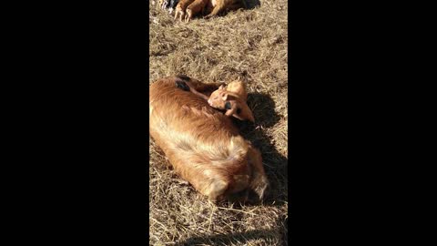 Kune piglets enthusiastic breakfast