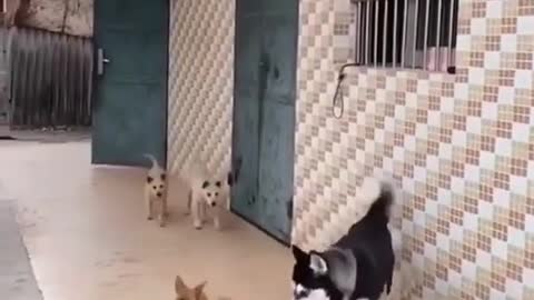 Siberian Husky Uses His Butt To Attack His Opponents!