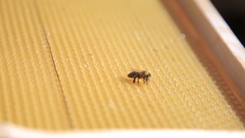 Close-up view of lonely bee on wax foundation. Beekeeping