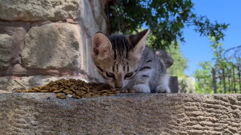 Little Kitten living alone in the cemetery asks people for Help