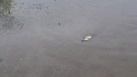 Catching a Carp in Your Flooded Driveway