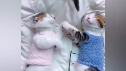 Mama Cat Takes Back Crying Kitten From Toddler